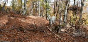 Битолската шумска полиција одзеде пили и моторни возила од дрвокрадци