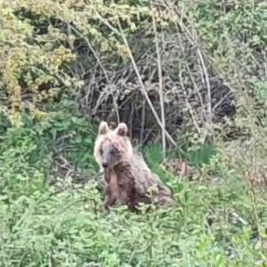 (видео)Читателите споделуваат со апла.мк блиски средби со Пелистерски мечки