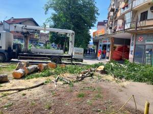 Исечени дрвја кај старата ветеринарна станица, од Општината велат мораше да се отстранат за непречена изграба на кружниот тек, но засадени се 867 нови садници