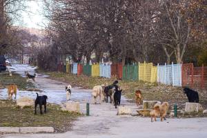 фото Ивона Кочов