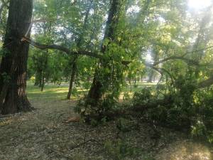 Од вчерашното невреме искршени дузина дрвја во Градскиот парк и на потегот кон село Бистрица