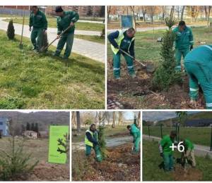Во 2024 година ЈП „Комуналец“ Битола засади 2.000 садници, возврати ОК на ВМРО ДПМНЕ на објавата на опозицијата